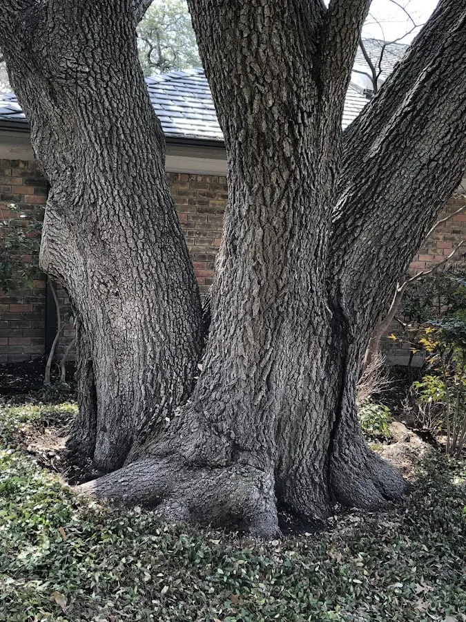 Mature heritage tree close to a New Holland property cared for by certified arborists